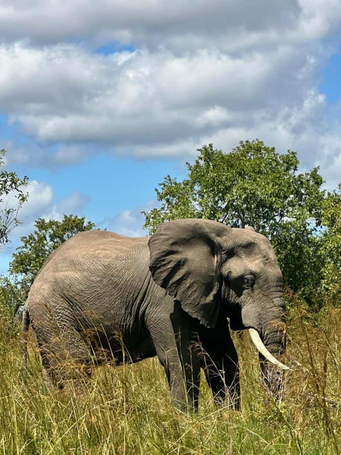 2 Days 1 Night Nyerere National Park from Zanzibar by flight - FAQ