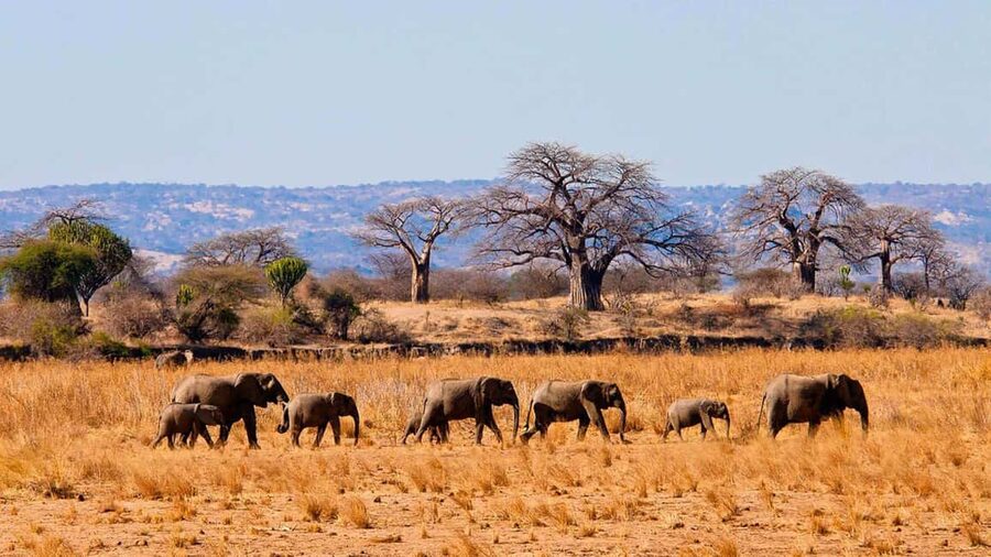 2 Days 1 Night Nyerere National Park from Zanzibar by flight - Accommodation and full-board comfort after the game drive
