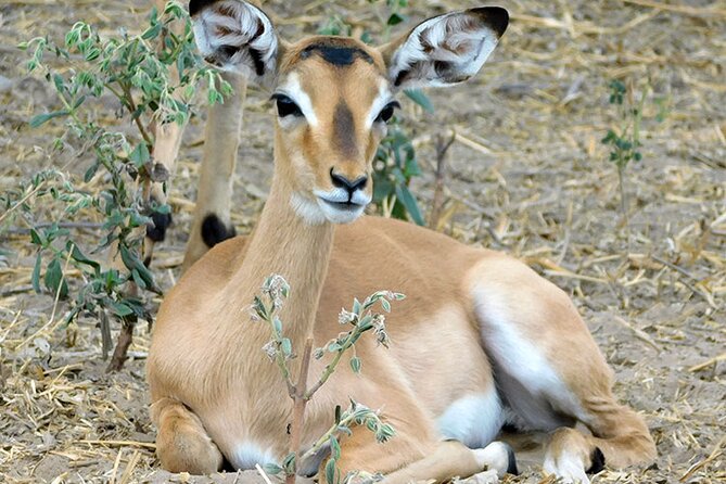 2 Days /1 Night safari to Mikumi - Key highlights at a glance