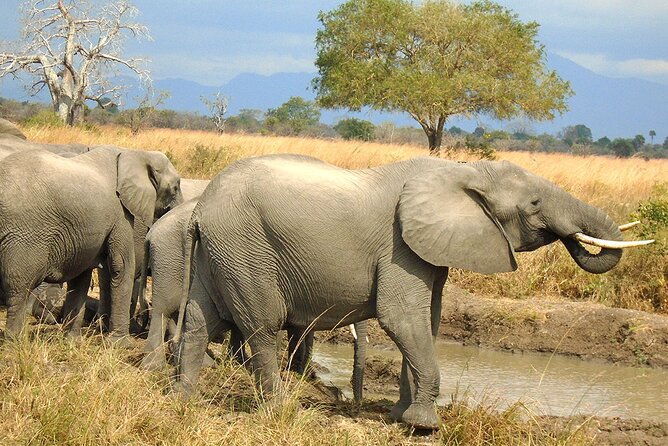 2 Days /1 Night safari to Mikumi - Getting to Mikumi: long drive, big pay-off