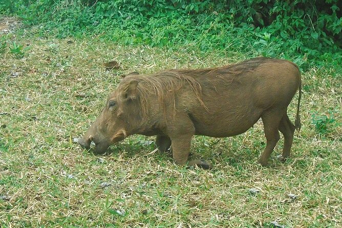 2 Days /1 Night safari to Mikumi - Overnight near the park: what full-board really means