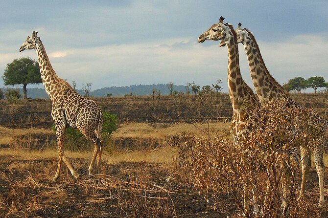 2 Days /1 Night safari to Mikumi - Day 2 rhythm: second morning game drive, then back to Dar