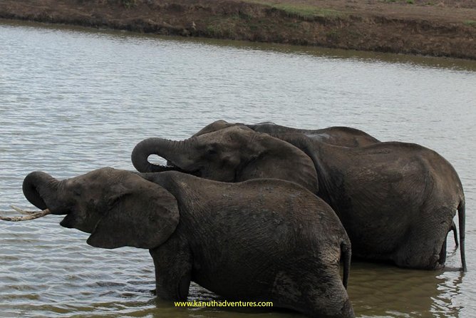 2 Days /1 Night safari to Mikumi - The animals that define Mikumi, and how to watch for them