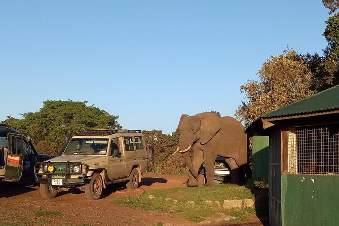 2 Days / 1 Night Tanzania Safari Tour - Key things that make this safari tick