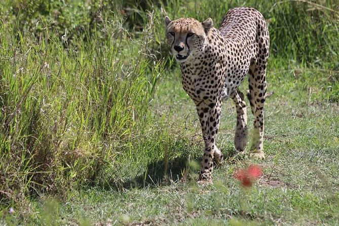 2 Days / 1 Night Tanzania Safari Tour - A tight 2-day Tanzania safari with real wildlife time