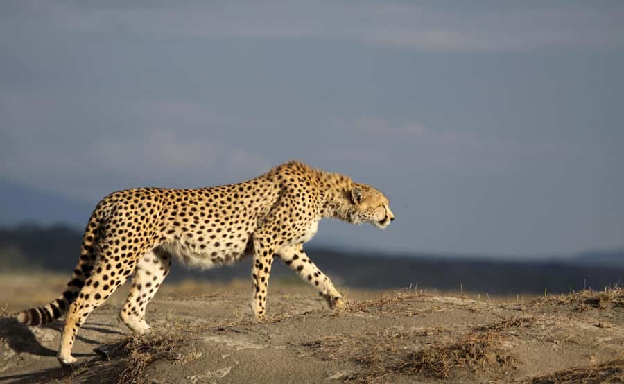 2 Days 1 Night Tarangire & Ngorongoro Crater - Day 1 from Arusha: Tarangire’s baobabs, river wildlife, and a full-day game drive