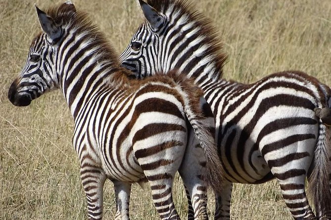 2 Days Africa Safari - The drive math: 2.5 hours, 130 km, and why it matters