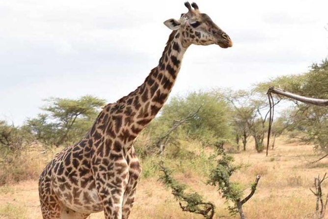 2 Days Africa Safari - Lake Manyara: a soda lake setting with elephants, flamingos, and tree-climbing lions
