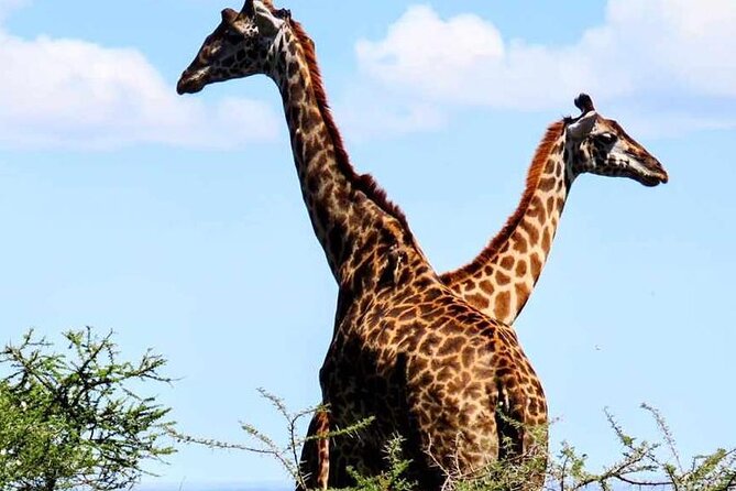 2 Days and 1 Night Mikumi Safari Private Tour - Key things to know before you go