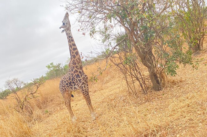 2 Days and 1 Night Mikumi Safari Private Tour - Day 1 setup: pickup, the drive in, then check in at Mantis Lodge