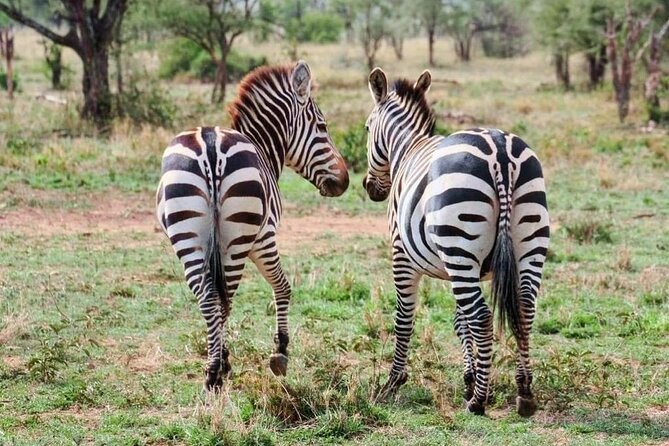2 Days and 1 Night Mikumi Safari Private Tour - Who this Mikumi private safari suits best