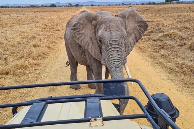 2 Days Best Safari to Mikumi National Park - Lodging and meals, the part most people underestimate