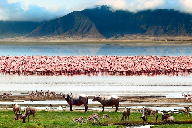 2 Days Camping Group Joining Tarangire Ngorongoro Crater Safari - Price and value: what $515 buys you, and what it does not
