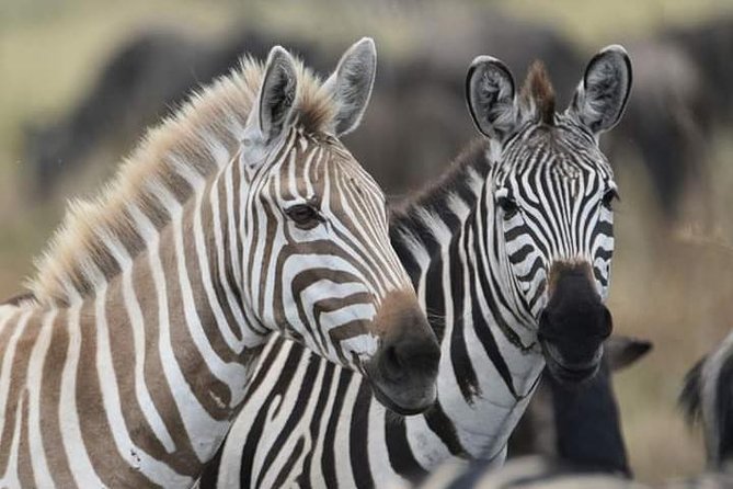 2 Days Camping Safari, Lake Manyara & Ngorongoro Crater - Arusha start at 8:30am, plus a quick stop in town