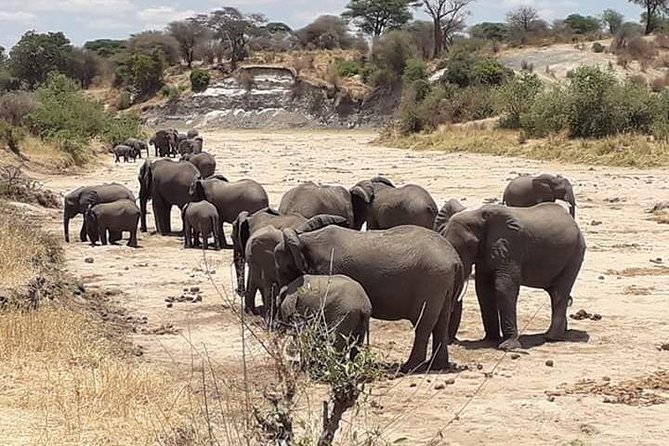 2 Days Camping Safari, Lake Manyara & Ngorongoro Crater - Overnight camping in the Manyara area: what is covered