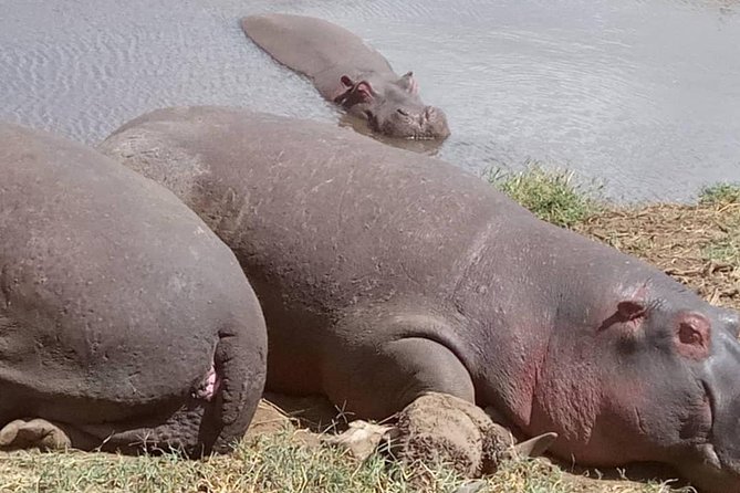 2 Days Camping Safari, Lake Manyara & Ngorongoro Crater - Ngorongoro Crater in daylight: descending 600 meters for wildlife