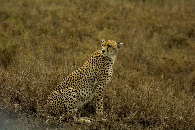 2 Days Group Joining Camping Safari Tarangire Park and Ngorongoro Crater - Ngorongoro Crater: the descent, the waiting, and the wildlife payoff
