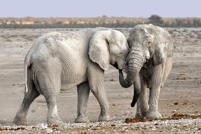 2 Days Group Joining Camping Safari Tarangire Park and Ngorongoro Crater - Tarangire game drive tips: how to get the most out of your time