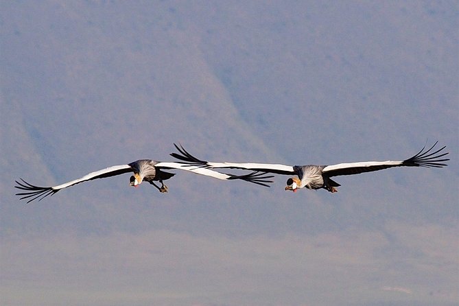 2 Days Joined Group Tarangire and Ngorongoro Crater National Park - Food, lodging, and the included comforts that keep the day from slipping