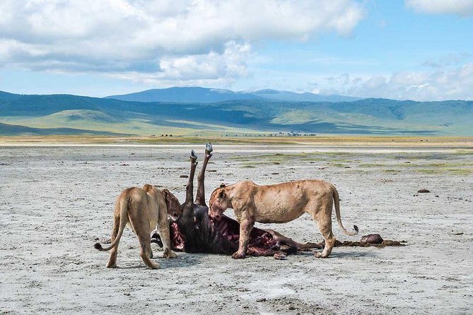 2 Days Joined Group Tarangire and Ngorongoro Crater National Park - Day 2 Ngorongoro Crater: the volcanic bowl that concentrates wildlife and birds