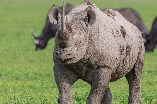 2 Days Joined Group Tarangire and Ngorongoro Crater National Park - Price and what you are actually paying for