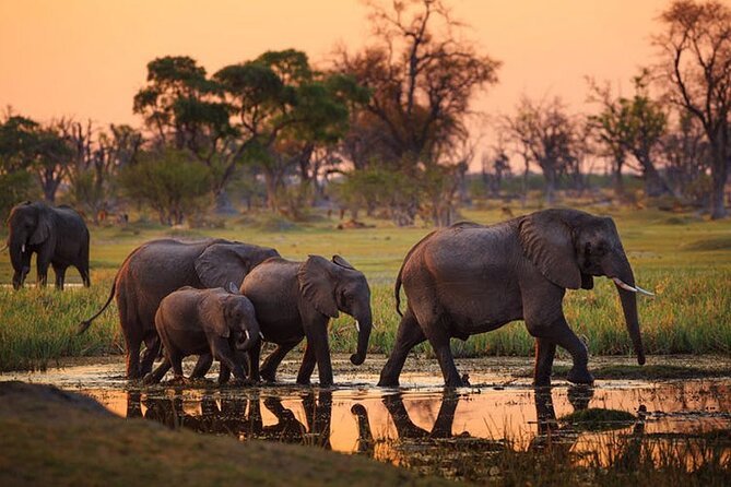 2 days Majestic Tanzania safari Tarangire and Ngorongoro Crater - Day 1: Tarangire National Park and the baobabs that steal the show