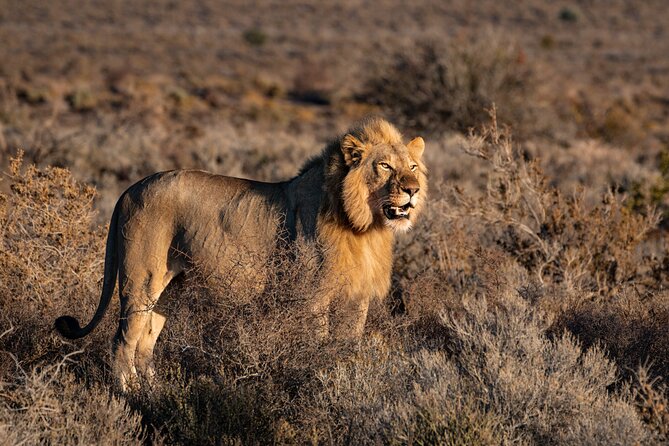 2 Days Mid Range Private Safari in Tarangire and Ngorongoro - Why Tarangire And Ngorongoro Fit So Well Together