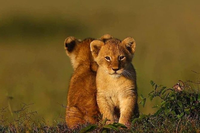 2 days Mid Range Safari in Ngorongoro and Tarangire Big 5 Parks - Getting there in Arusha: pickup at 5:00am and 4x4 window seats