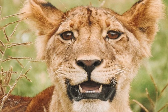 2 days Mid Range Safari in Ngorongoro and Tarangire Big 5 Parks - Meals, mineral water, and the camping setup you’ll actually use
