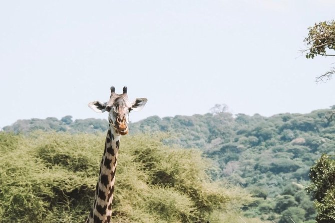 2 days Mid Range Safari in Ngorongoro and Tarangire Big 5 Parks - Day 1 in Tarangire: dry-season elephants, baobabs, and lion chances