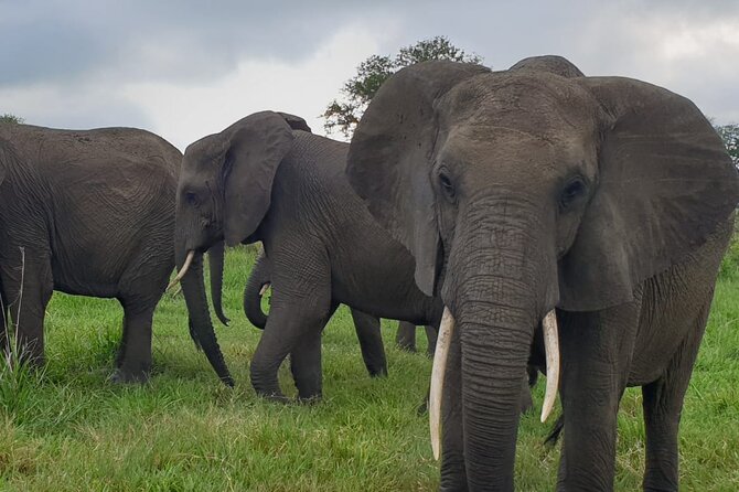 2 Days Mikumi National Park Safari From Dar es salaam or Zanzibar - Comfort, vehicles, and where you sleep