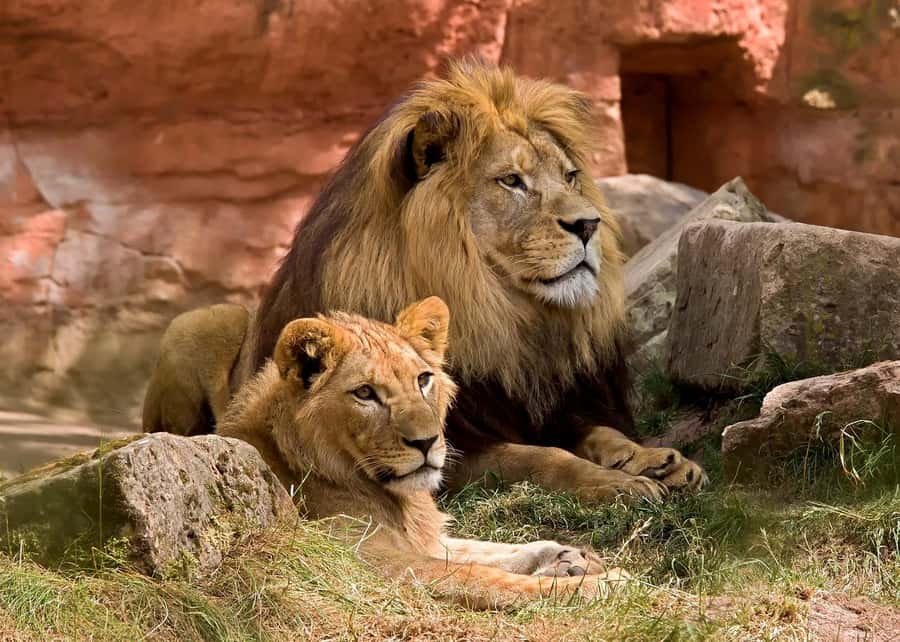 2 DAYS - MIKUMI PARK FROM DAR ES SALAAM BY LUXURY TRAIN - Key highlights you will actually notice