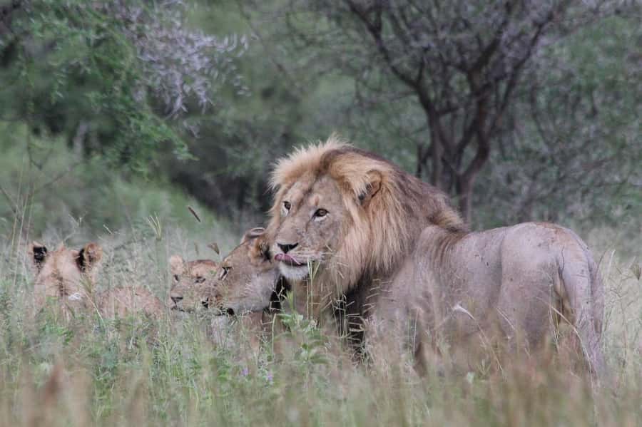 2 DAYS - MIKUMI PARK FROM DAR ES SALAAM BY LUXURY TRAIN - Two Days In Mikumi: Why this short safari works