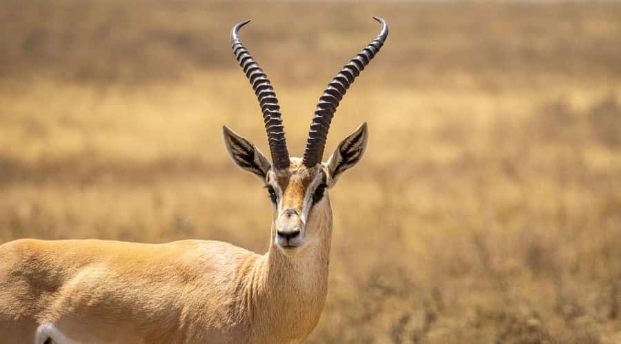 2 DAYS - MIKUMI PARK FROM DAR ES SALAAM BY LUXURY TRAIN - Game drive until 5:00 pm: what you are really paying for
