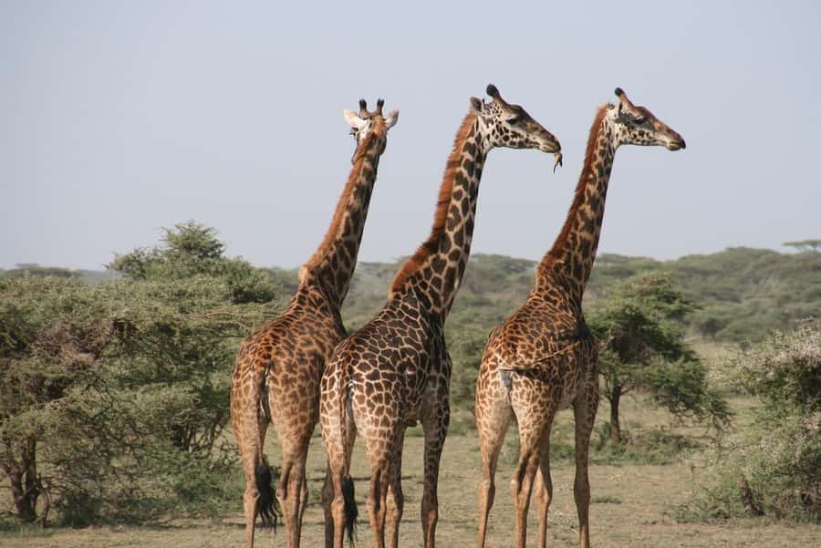 2 DAYS - MIKUMI PARK FROM DAR ES SALAAM BY LUXURY TRAIN - Day 2: breakfast, drive to Morogoro, then the train back to Dar