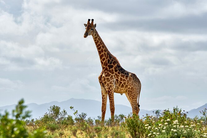 2 Days Mikumi Private Safari from Zanzibar with Accommodation - Key moments that shape the experience