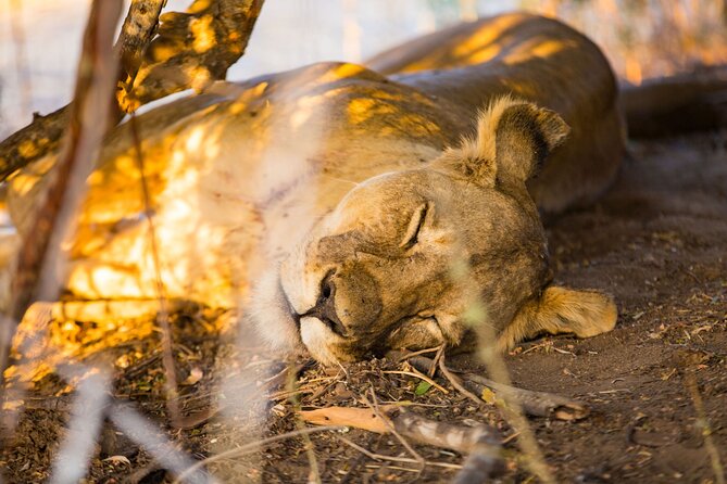 2 Days Mikumi Private Safari from Zanzibar with Accommodation - Price and value: what $730 includes, and what it replaces
