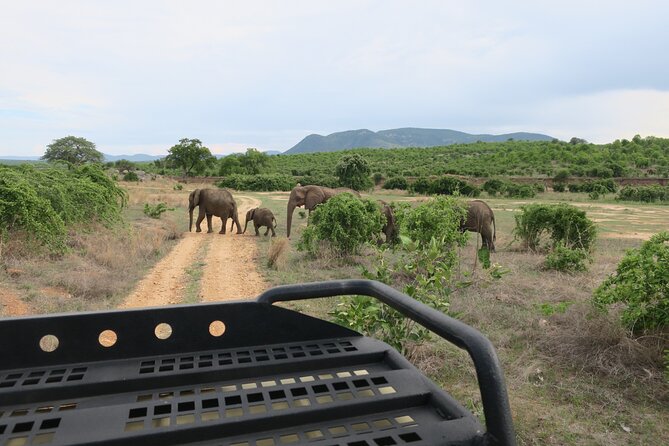 2 Days Mikumi Private Safari from Zanzibar with Accommodation - Day 1: Mikumi game drive, then a night in the park area