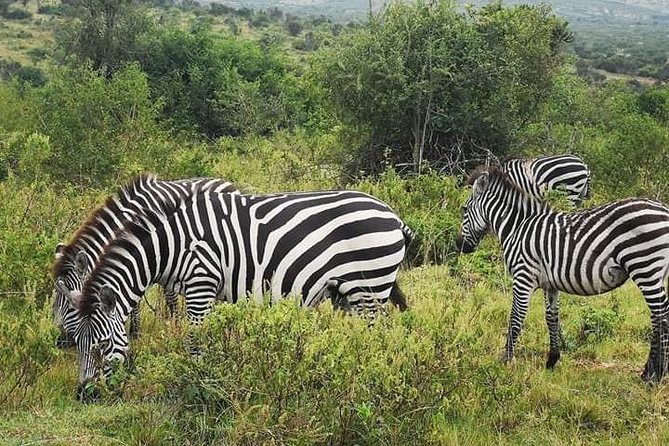 2 Days - Mikumi safari depart from Zanzibar or Dar es salaam - Key highlights to know before you go