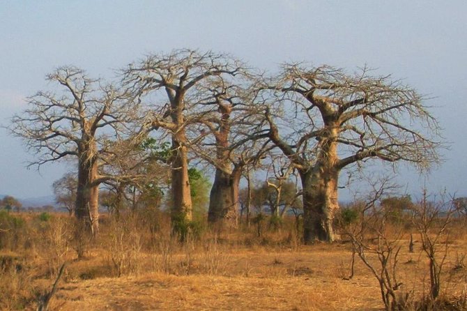 2 Days - Mikumi safari depart from Zanzibar or Dar es salaam - Overnight Sleep in Mikumi Area: What You Get, What to Expect