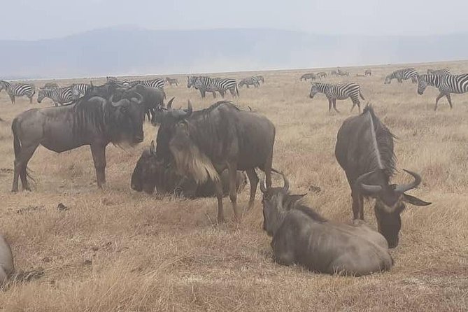 2 Days - Mikumi safari depart from Zanzibar or Dar es salaam - Day 2: Sunrise Game Drive, Picnic Lunch, and a 17:30 Departure