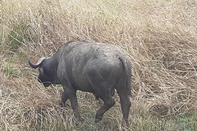 2 Days - Mikumi safari depart from Zanzibar or Dar es salaam - Wildlife Chances at Mikumi: What Animals You’re Looking For