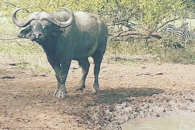 2 Days - Mikumi safari depart from Zanzibar or Dar es salaam - Meals, Tickets, and Small Comforts That Reduce Stress