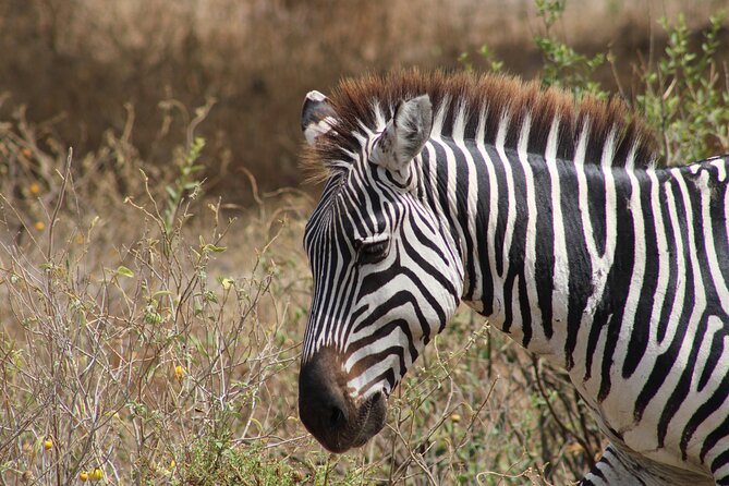 2 days private lodge safari - Value and Timing: A Fast Two-Day Safari That Actually Makes Sense