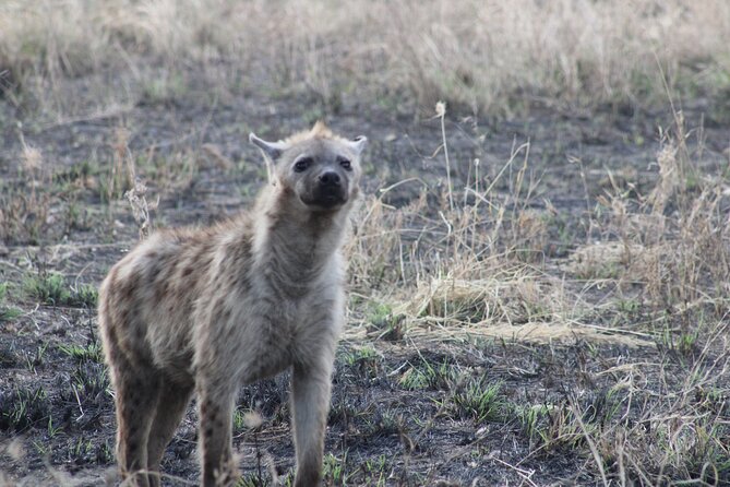 2 days private lodge safari - Guides and Vehicles: Why People Remember This Safari