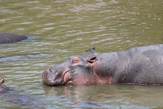 2 days private lodge safari - Park Fees, Camping Gear, and Meals: The Money Part That Actually Works