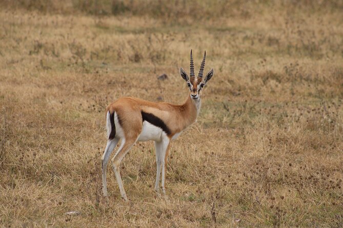 2 days private lodge safari - Transportation and Comfort: The Practical Reality of Two Days