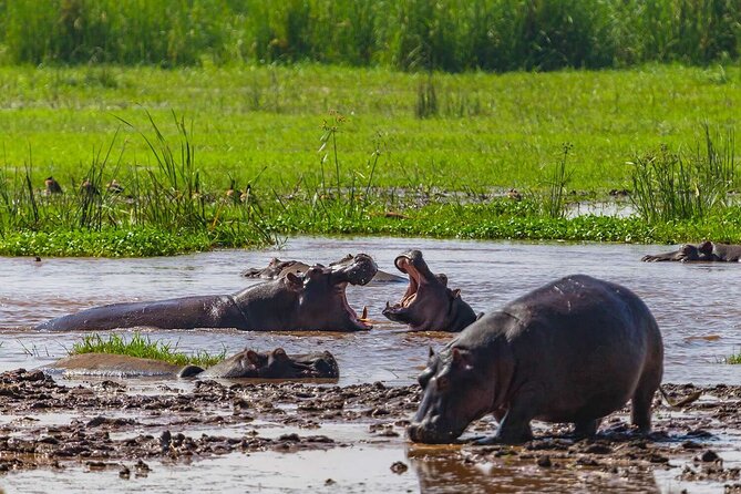 2 Days Private Midrange Safari from and back to Zanzibar - Who this 2-day safari fits best
