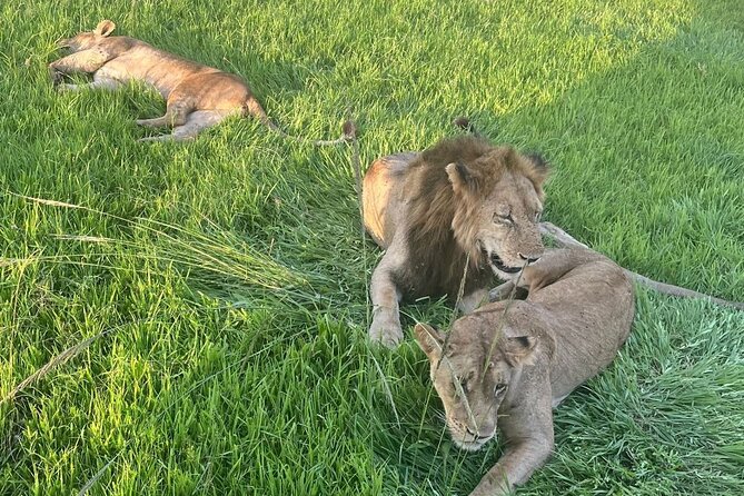 2 days private safari to Mikumi N park from Zanzibar or Dsm - Key highlights worth your attention