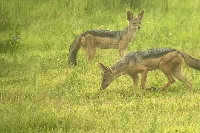 2 days private safari to Mikumi N park from Zanzibar or Dsm - A fast-track safari from Dar es Salaam to Mikumi